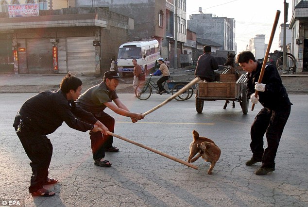 China bludgeoning dogs to death in citywide cull