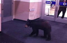 Bear in Pittsburgh Mills Mall.662