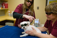 Laser Therapy on Dog