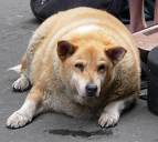 Fat Dog and Fat Cats
