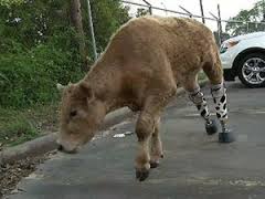 Prosthetic legs on cow