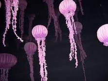 Multiple Jellyfish