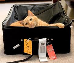 Cat in a suitcase.665