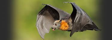 Bats are misunderstood