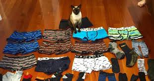 Cat that steals underwear