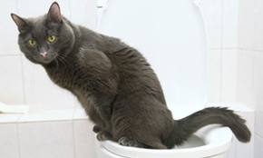 Cat Using Toilet
