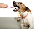 Cleaning Your Pets Teeth Could Mean Life Or Death