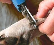 Cutting dogs nails