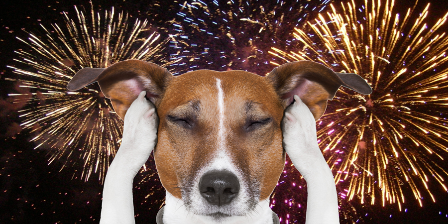 Dogs and fireworks