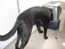 Dog eating Poop