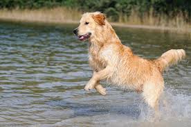 Should your dog swim in lakes