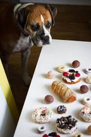 Dog Treats As Healthy As Donuts