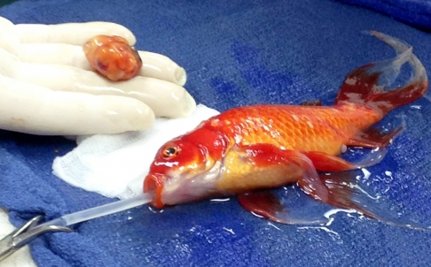 Goldfish surgery