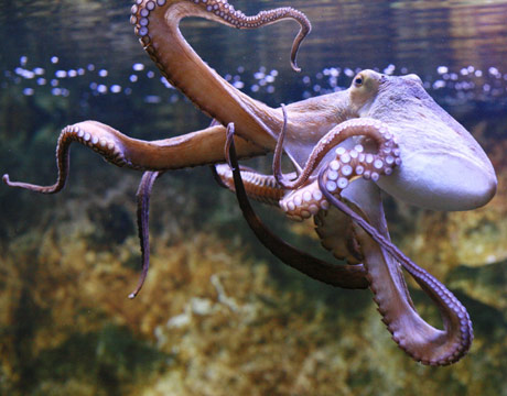 Pet Octopus