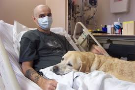 Pets in the hospital