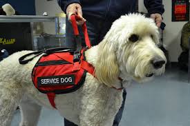Service Dog Fraud