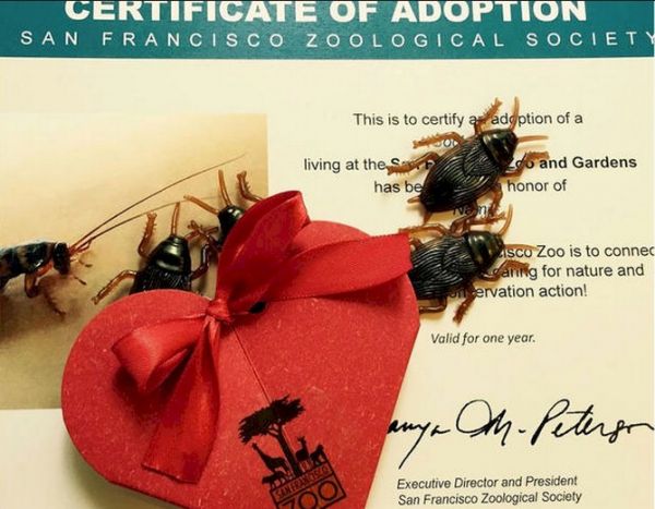 A great Ex Valentines Day Gift from SF Zoo