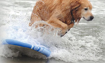 Ricochet the Surfing Dog