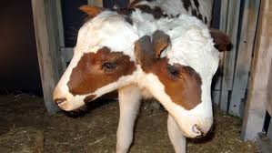 Two Headed Cow Born