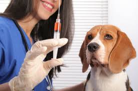 Should you vaccinate your dog