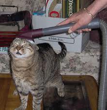Vacuuming the Cat