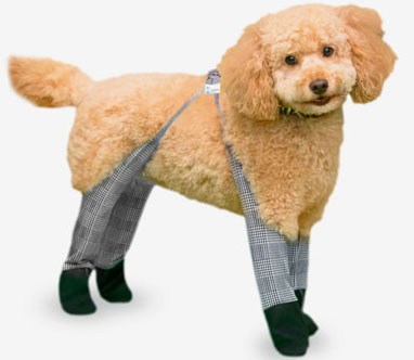 Dog Wearing Walkee Paws