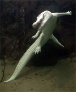 Clause, the Albino Alligator
