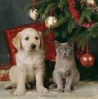 Dog and Cat under Christmas Tree