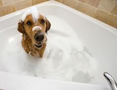 Dog in bathtub.647