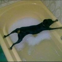 Dog straddling bathtub.646
