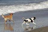 Beach Play