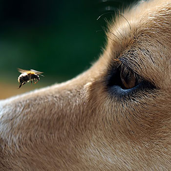 Dog and Bee