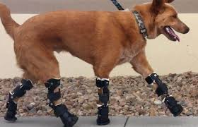 Bionic Dog