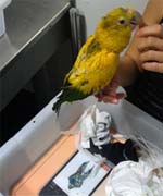 Bird that was smuggled into LAX