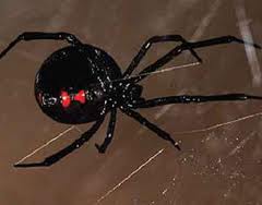 Black Widow Spider