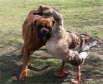 Blind dog with guide goose
