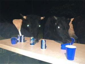 Cows drinking beer at party.654