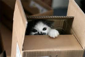 Cat Hiding in Box