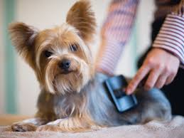 Brushing a Dog