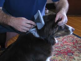 Brushing dog's coat