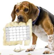 Dog with Calendar in Mouth