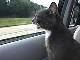 Cat riding in car