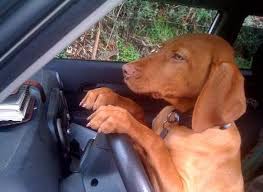 Dog behind wheel of car.646