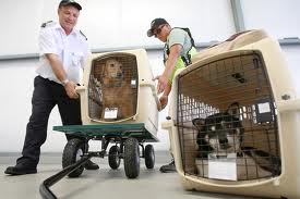 Dogs in plane cargo hold