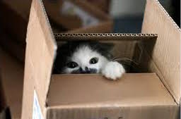 Cat Hiding in Box