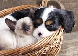 Cat and Dog Cuddled Together in Basket