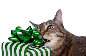 Cat Opening Gift