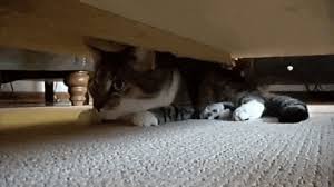 Cat Hiding Under Bed