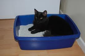 Cat laying in litter box.659