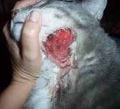 Cat with a Spider Bite